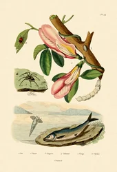 Fjärilsärta, 1833-39